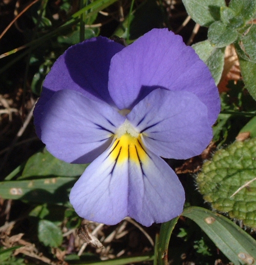 Viola eugeniae / Viola di Eugenia